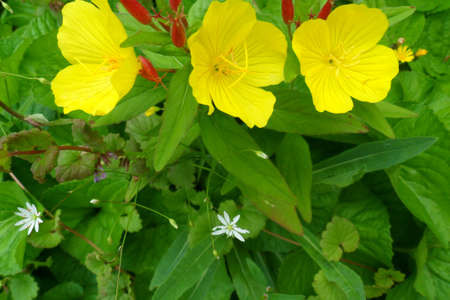 Flowersの写真素材