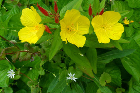 Flowersの写真素材