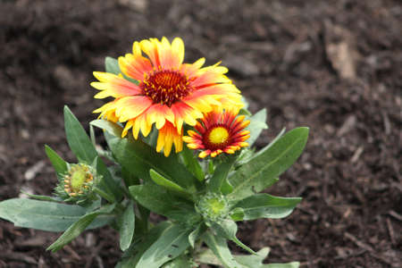 Flowersの写真素材