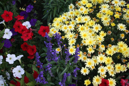 Pretty Flowersの写真素材