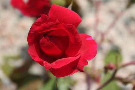 Pretty Flowersの写真素材