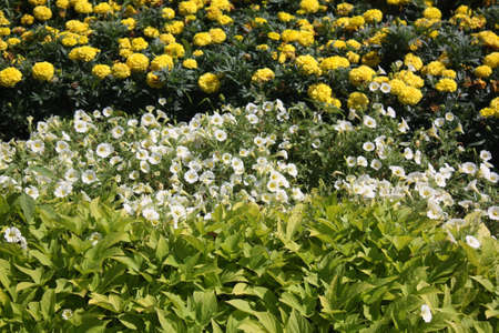 Pretty Flowersの写真素材