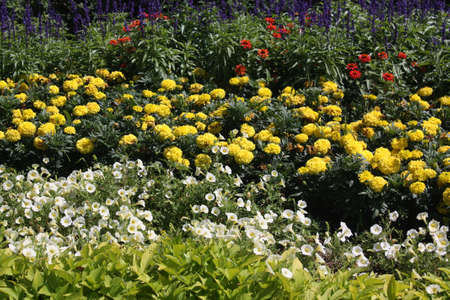 Flowersの写真素材