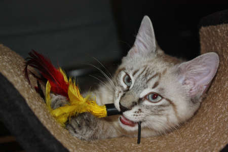 Siamese Kittenの写真素材