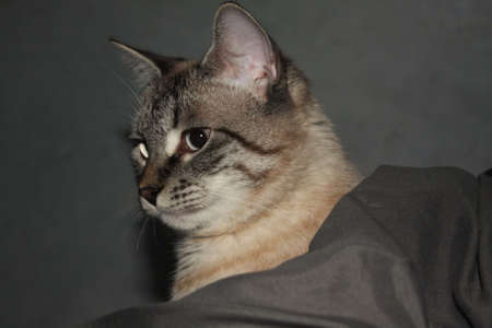 Siamese Catの写真素材