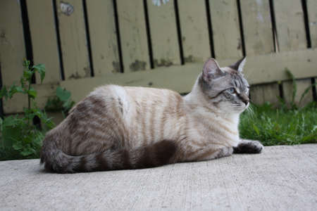 Siamese catの写真素材