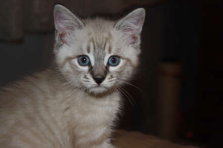 Kittenの写真素材