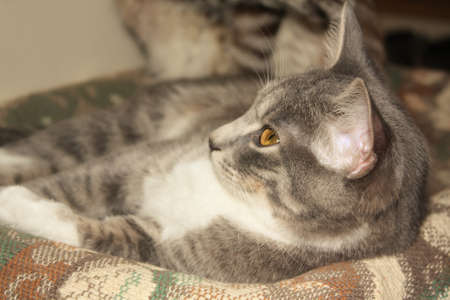 Cute Kittenの写真素材