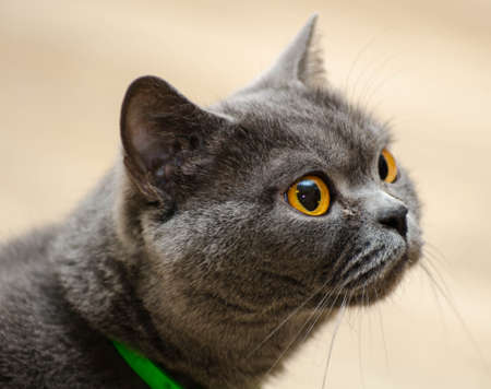 Grey Scottish Cat looking straightの写真素材