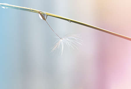 close up of white dandelion fluff with water drops on colorful backgroundの写真素材