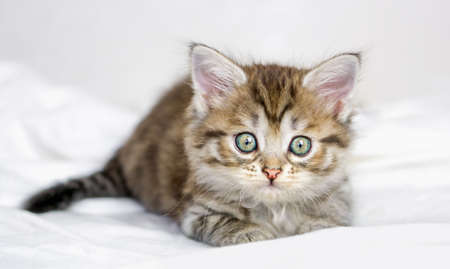 Cute little brown tabby kitten lying on a bedの写真素材