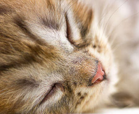 Close up portrait of tabby sleeping catの写真素材