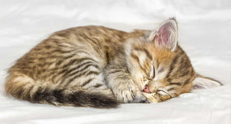 Little cute tabby kitten sleeping on white backgroundの写真素材