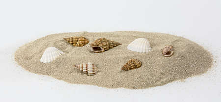 holidays and beach. Close up of seashells on sandの写真素材