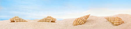 Set of seashells on the sandy beach