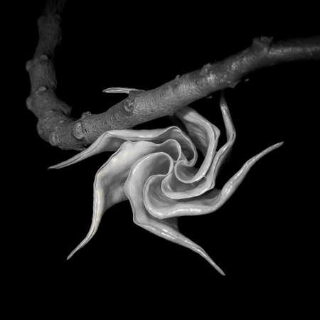 A new born white flower embraced with a branch, black and white monochrome, it looks like a pinwheel or a windmill. This image transmits, wellness, delicacy, affection, tendernessの写真素材