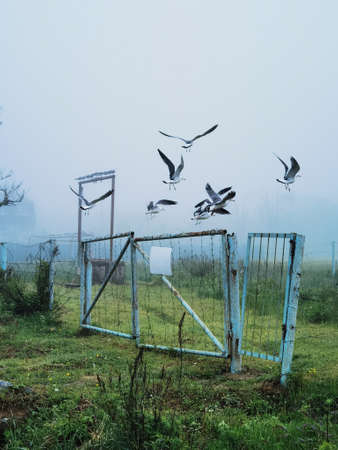 A flock of birds flying over a fence