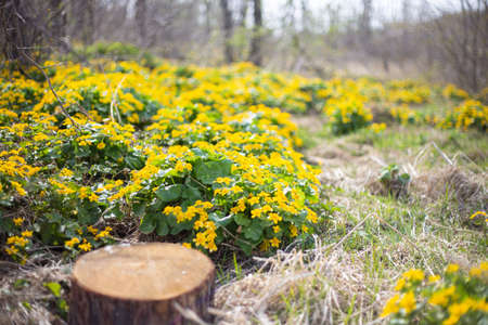 stump in spring forest with yellow flowers aroundの写真素材