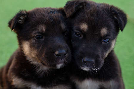 two black mongrel puppies look at the cameraの写真素材