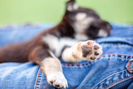 paw of black mongrel puppy sleeping behind the boyの写真素材