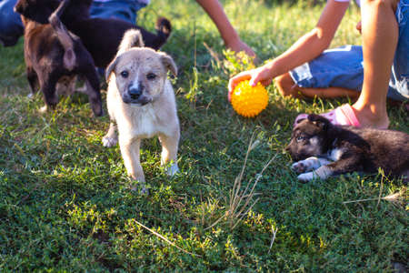 children play with little puppies