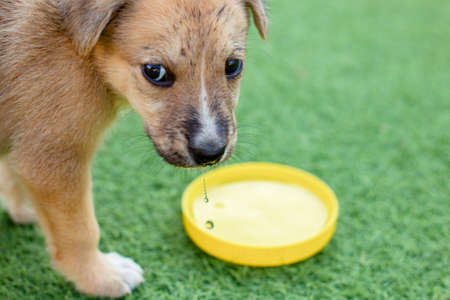 white mongrel puppy drinks waterの写真素材
