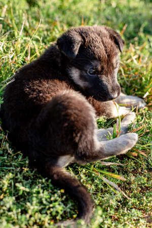 black mongrel puppy lies on the grassの写真素材