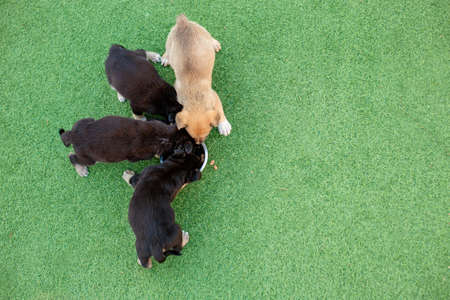 four mongrel puppies eating on the green grassの写真素材