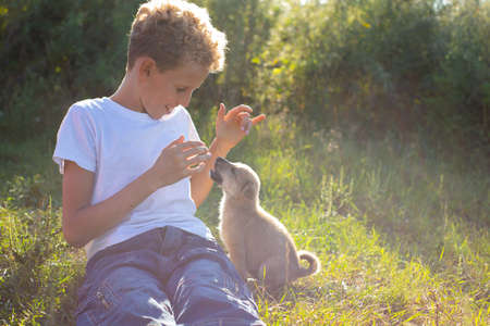 boy playing with the puppy in sunの写真素材