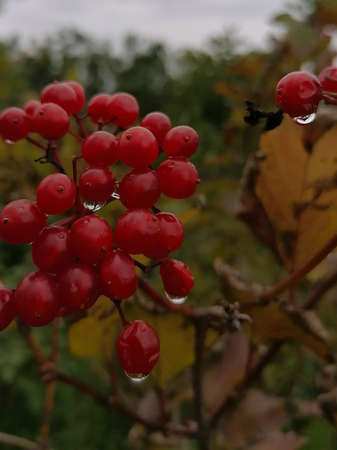 viburnum red berries on a cloudy dayの写真素材