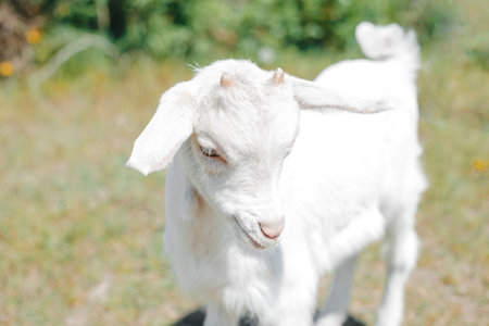 white young goat in sun around green grassの写真素材