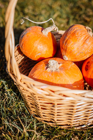 pumpkins in a basket in the rays of the sun on the grassの写真素材