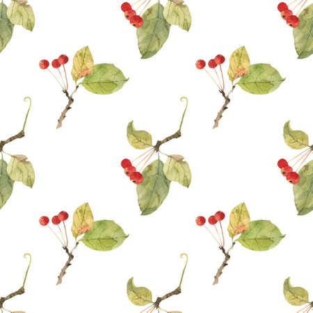 Wild apples seamless pattern. Watercolor illustrationの写真素材