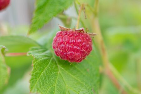 raspberry on a bush