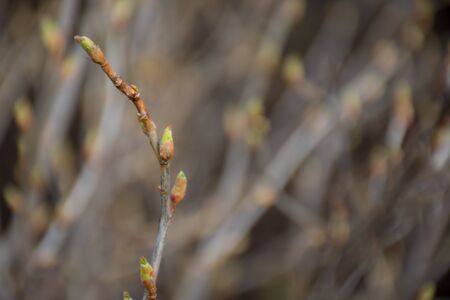 buds of a willow