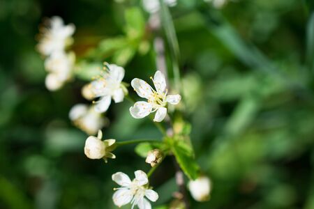 white flowers on green backgroundの写真素材