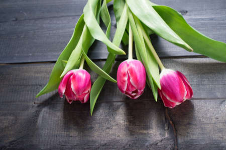 Tulips on wooden background with copy space for your text.の写真素材