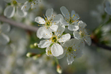 White cherry blossoms on a branch in spring, close-up