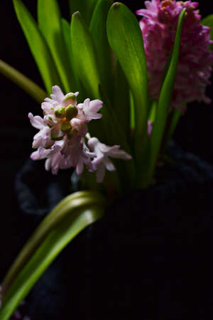 Bouquet of hyacinth flowers isolated on black backgroundの写真素材