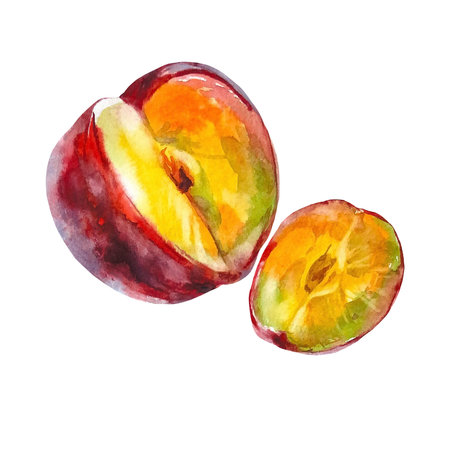 Juicy plum cut on an isolated on a white background. Realistic illustration with watercolor hand drawn. Would look great on fabric, kitchen towels or food packagingの写真素材