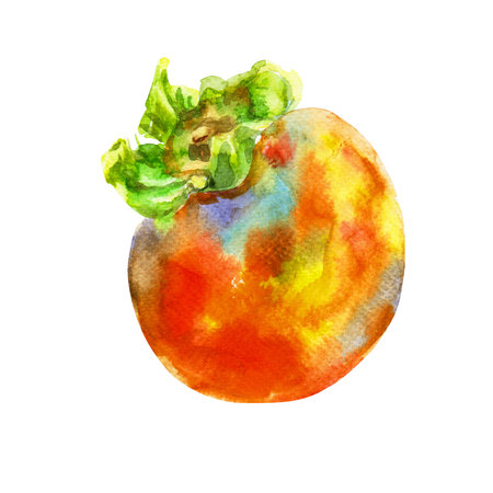 Hand drawn watercolor persimmon, isolated on white background. Delicious fruit clip-art illustration. Realistic painting,would look great on fabric, kitchen towels or food packagingの写真素材