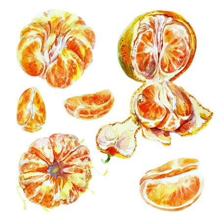 Painting set of orange fruit with leaves. Watercolor hand-drawn elements. Isolated on white background. Delicious fruit clip-art illustration. Used on labels, napkins, towels, tableware, packageの写真素材