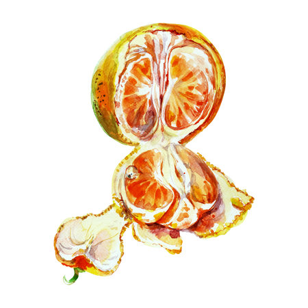 Paint of orange fruit with leaves. Watercolor hand-drawn elements. Isolated on white background. Delicious fruit clip-art illustration. Used on labels, napkins, towels, tableware, package.の写真素材