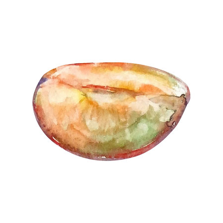 Juicy plum cut on an isolated on a white background. Realistic illustration with watercolor hand drawn. Would look great on fabric, kitchen towels or food packagingの写真素材