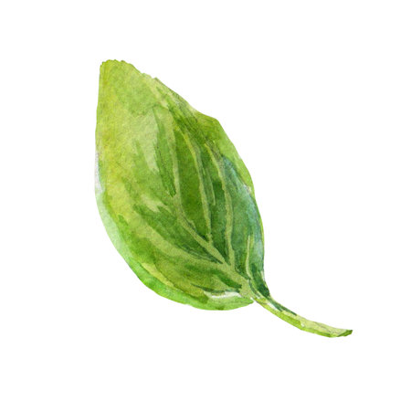 The plums leaf on an isolated on a white background. Realistic illustration with watercolor hand drawn. Would look great on fabric, kitchen towels or food packagingの写真素材