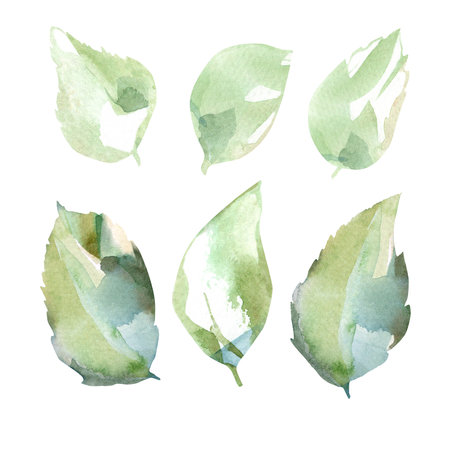 Watercolor floral illustration set of green rose leaves in collection garden flowers. Isolated on white background. Wedding floral design for bouquets, birthday, postcard, greeting, cardの写真素材