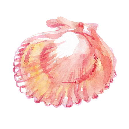 Scallop, bivalve marine mollusk, grooved shell in watercolor. Red Scallop, Calico Scallop, Argopecten Gibbus. This shells side is concave in shape. Circular shaped with radiating ribs and two smallの写真素材