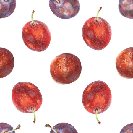Pattern seamless of plums. Ripe berries on bunches of fruit tree hand drawn in watercolor. Fruits are painted very brightly red, burgundy, purple colors. This pattern can be used on juice package, inの写真素材