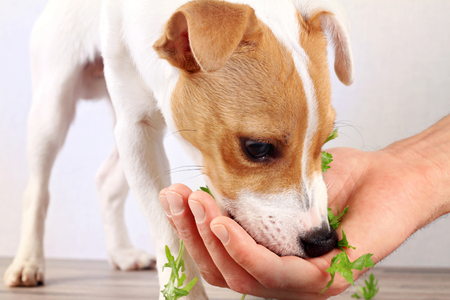 Jack russell terrier eating salad. Vegetarian dogの写真素材