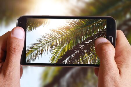 Nature background, palm leaves trees against blue sky wallpaper, summer holiday, vacation postcard conceptの写真素材